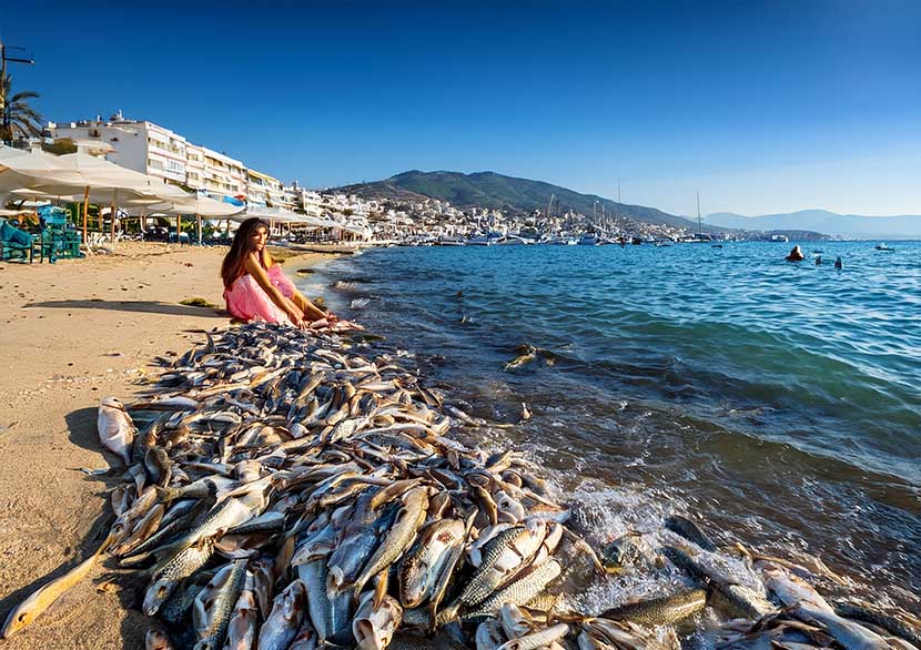 Popular Tourist Destination in Greece, Volos sees Chaos Among Holidaymakers as Millions of Dead Fish Washed Up along the Coastline