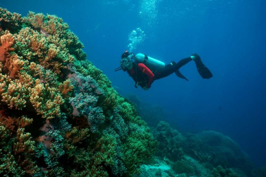 Tenggol Island: Malaysia’s hidden gem for diving and snorkeling