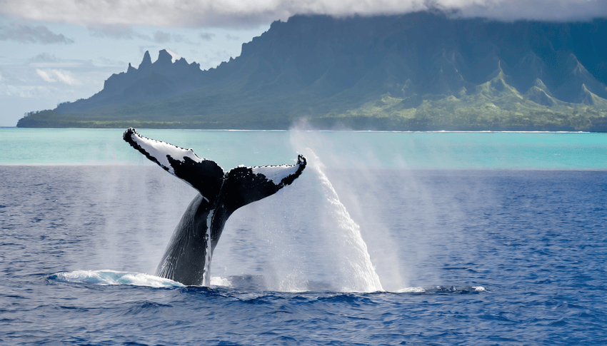 How Is Tahiti’s Booming Whale-Watching Industry Pushing Humpback Whales to the Brink? Shocking New Truths Revealed