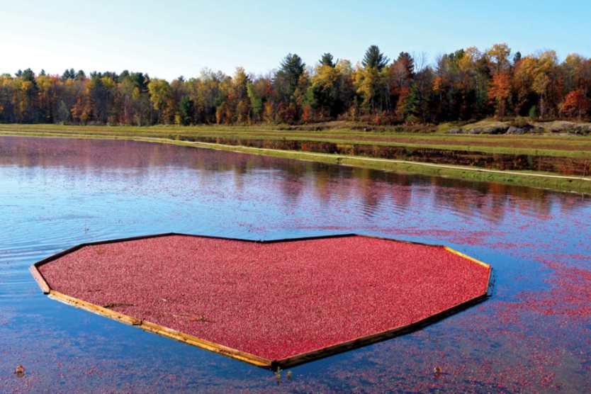 Bala cranberry festival