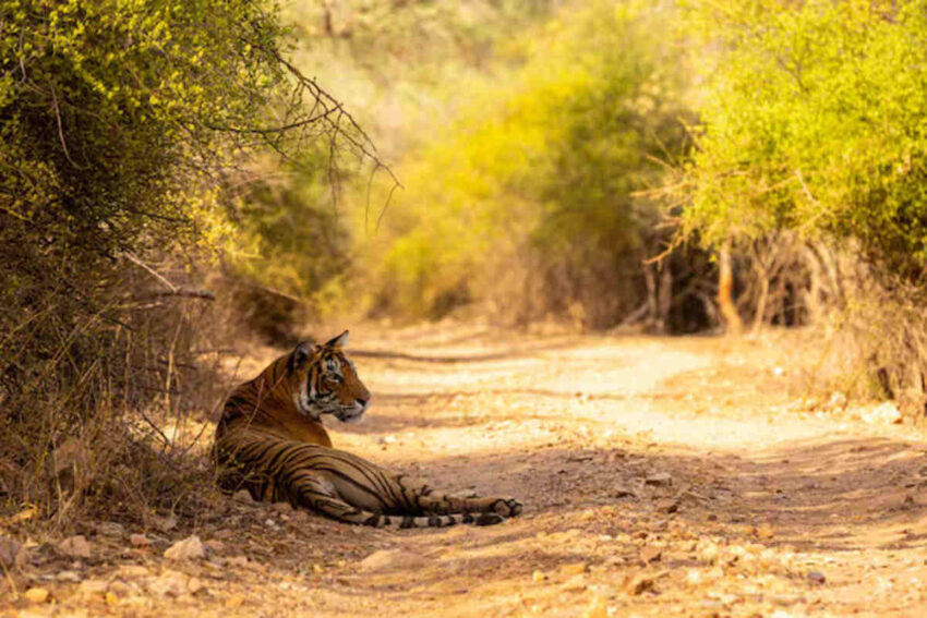 Gandhisagar 
majestic animals
