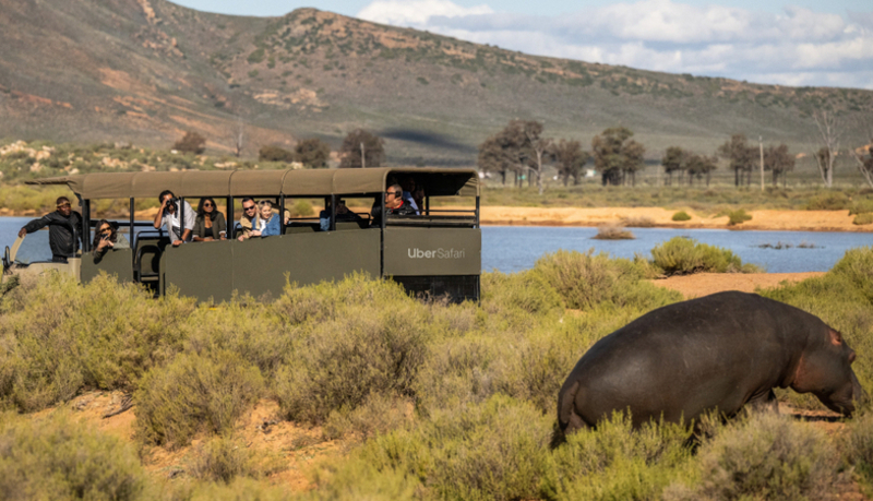 Embark on the Ultimate Wildlife Journey with Uber’s New ‘Uber Safari’ Experience in Cape Town