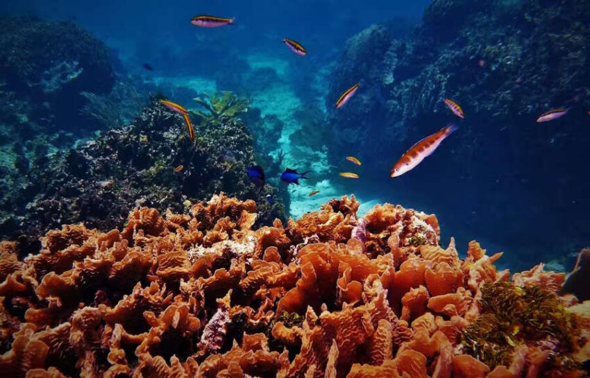 MSC Foundation Backs Groundbreaking Coral Species Research at COP29