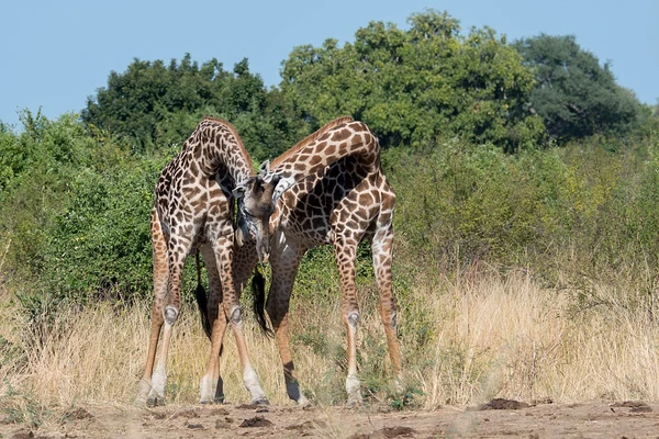 Zambia: A Rising Star in African Tourism With Rich Wildlife, Cultural Attractions, and Important Travel Health Guidelines for Visitors