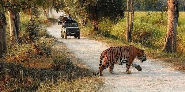 Ranthambore National Park, Kanha National Park, Sundarbans National Park, and Beyond Surging Popularity of India’s Top Wildlife Reserves in December for Unforgettable Tiger Sightings