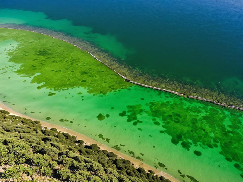 Tarifa, Valencia, Andalusia, Balearic Islands and Murcia Suffering from Invasive Algae Rugulopterix Okamurae Spreading, A Great Challenge for Spain Travel Industry