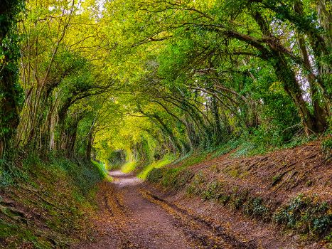 Halnaker Tree Tunnel A Serene Escape Just Ninety Minutes from London, Blending Tranquil Beauty and Ancient Roman History Near Chichester