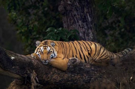 Jim Corbett National Park Unveils Starscapes’ New Observatory A Thrilling New Frontier for Stargazing and Astro-Tourism, Set to Transform Travel Experiences Globally